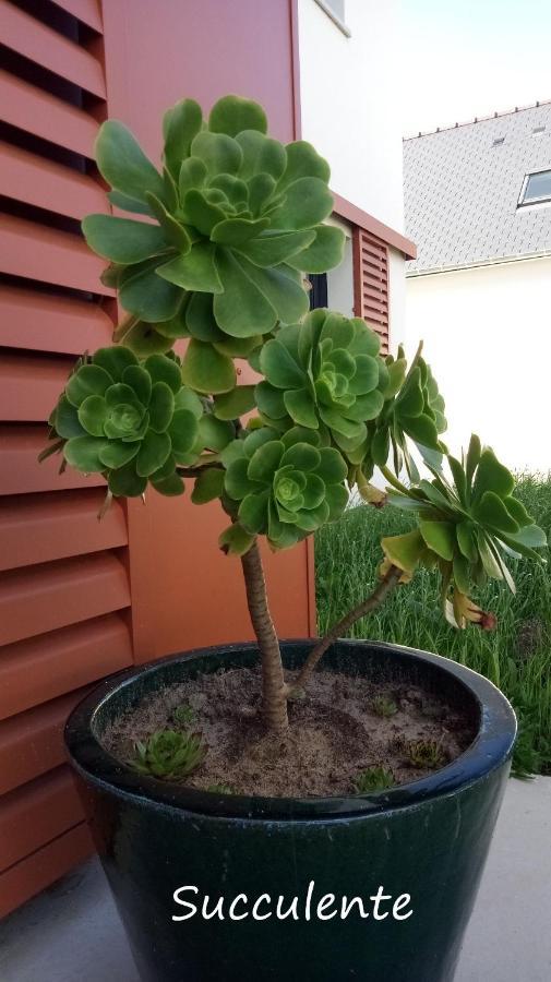 パンポルEpiphytes Et Succulentesアパートメント エクステリア 写真